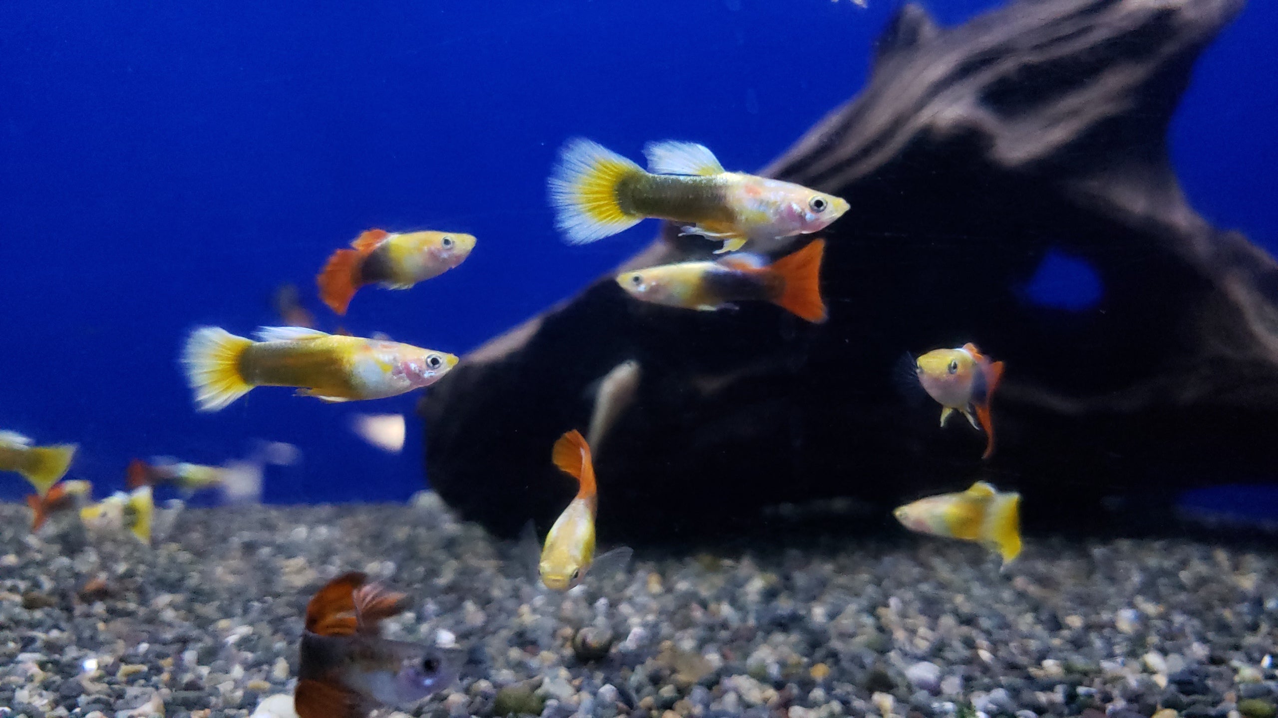 Thai Assorted Guppy 10 Pack | Premium Live Freshwater Guppies