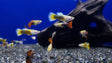 Thai Assorted Guppy (3 Pack) - Coast Gem USA