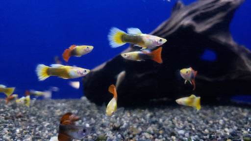 Thai Assorted Guppy (3 Pack) - Coast Gem USA