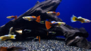 Thai Assorted Guppy (3 Pack) - Coast Gem USA