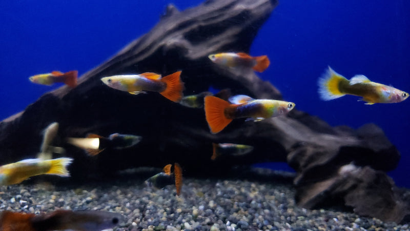Thai Assorted Guppy (3 Pack) - Coast Gem USA