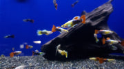Thai Assorted Guppy (3 Pack) - Coast Gem USA