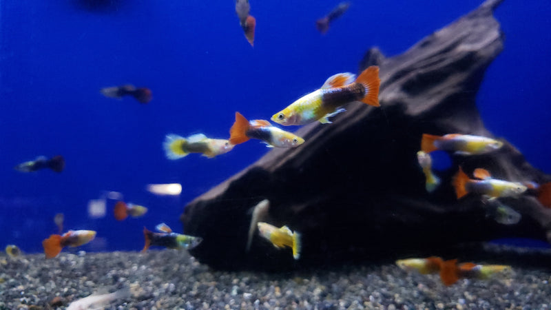 Thai Assorted Guppy (3 Pack) - Coast Gem USA