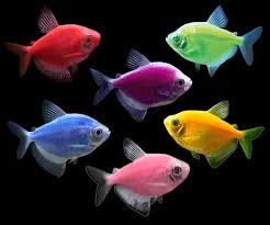 GloFish 5-Pack Assorted Tetra (Gymnocorymbus sp.)