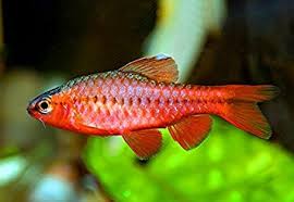 (TROP-170)(3 fish) Longfin Cherry Barb (Puntius titteya) Large