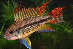  Apistogramma Caucatoides | Cockatoo cichlids