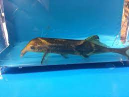 Elephant Nose Fish 4.00 inch