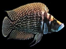Calvus Cichlid (Altolomrologus Calvus)