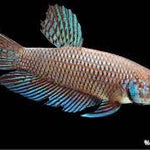 (CWB-14-GeF) Smaragdina Female Wild Betta