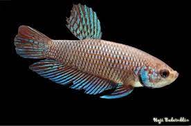 (CWB-14-GeF) Smaragdina Female Wild Betta