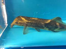 Elephant Nose Fish 4.00 inch