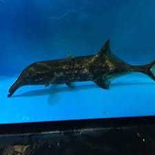 Elephant Nose Fish 4.00 inch