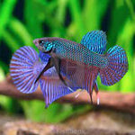 (CWB-13-GeG) Green Smaragdina Guitar Male Wild Betta