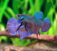 (CWB-13-GeG) Green Smaragdina Guitar Male Wild Betta