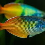 Live Freshwater Tropical Fish Bosemani Rainbowfish (Melanotaenia boesemani) 1.50-2.00 inch