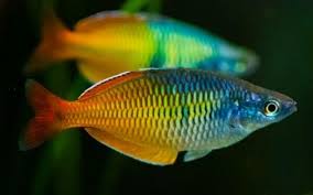 Live Freshwater Tropical Fish Bosemani Rainbowfish (Melanotaenia boesemani) 1.50-2.00 inch