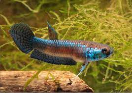 (WBP-10) Unimac Lamtimojang wild betta pair