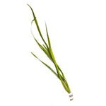 VALLISNERIA GIGANTEA (GIANT VALLISNERIA)