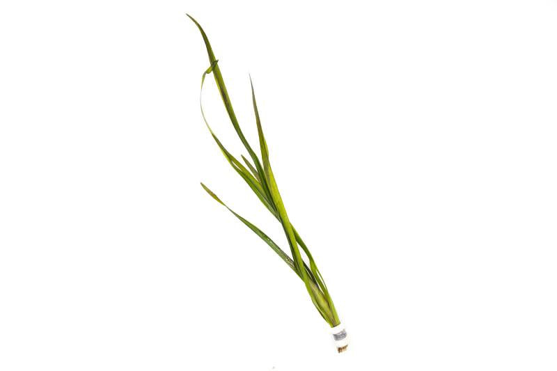 VALLISNERIA GIGANTEA (GIANT VALLISNERIA)