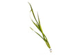 VALLISNERIA GIGANTEA (GIANT VALLISNERIA)