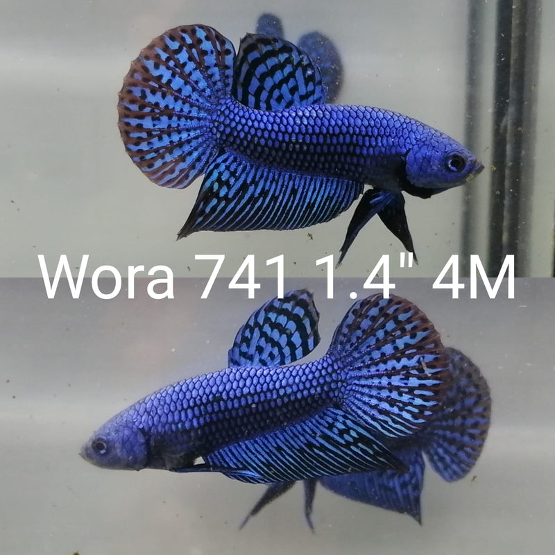 C197 (WORA-741) BLUE GUITAR SMARAGDINA MALE BETTA