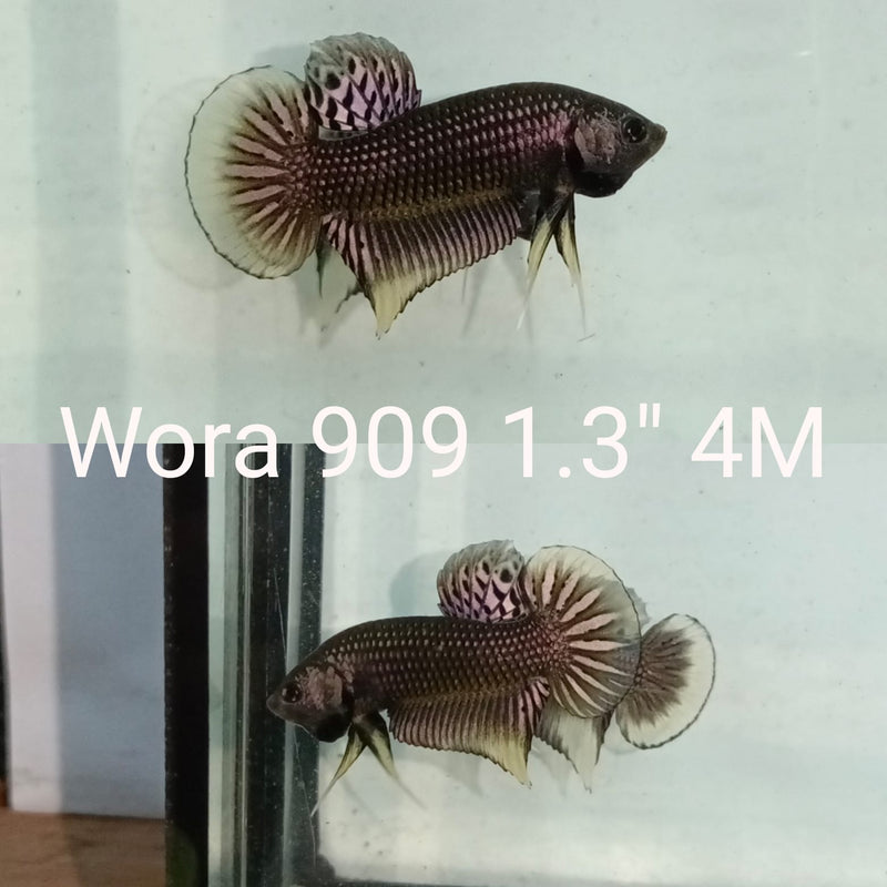 (WORA-909) COPPER PINK IMBELLIS MALE BETTA