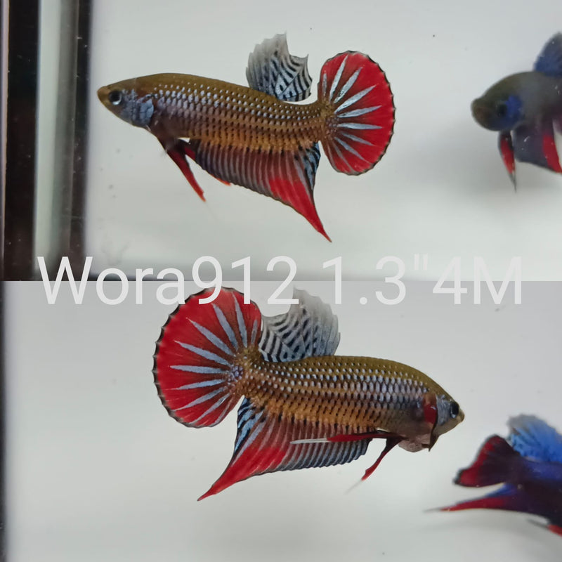 (WORA-912) GRAY SIAMORIENTALIS RED TAIL MALE BETTA