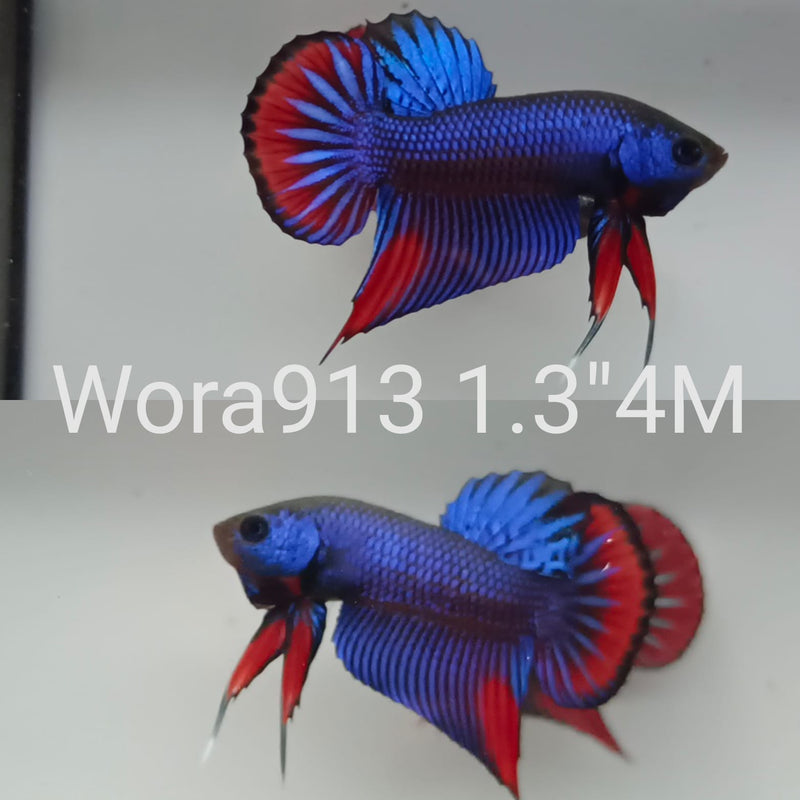 (WORA-913) BLUE IMBELLIS WILD MALE BETTA