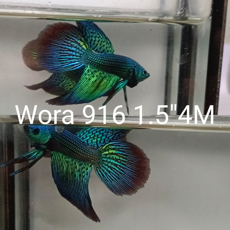 (WORA-916) Green alien hybrid long tail