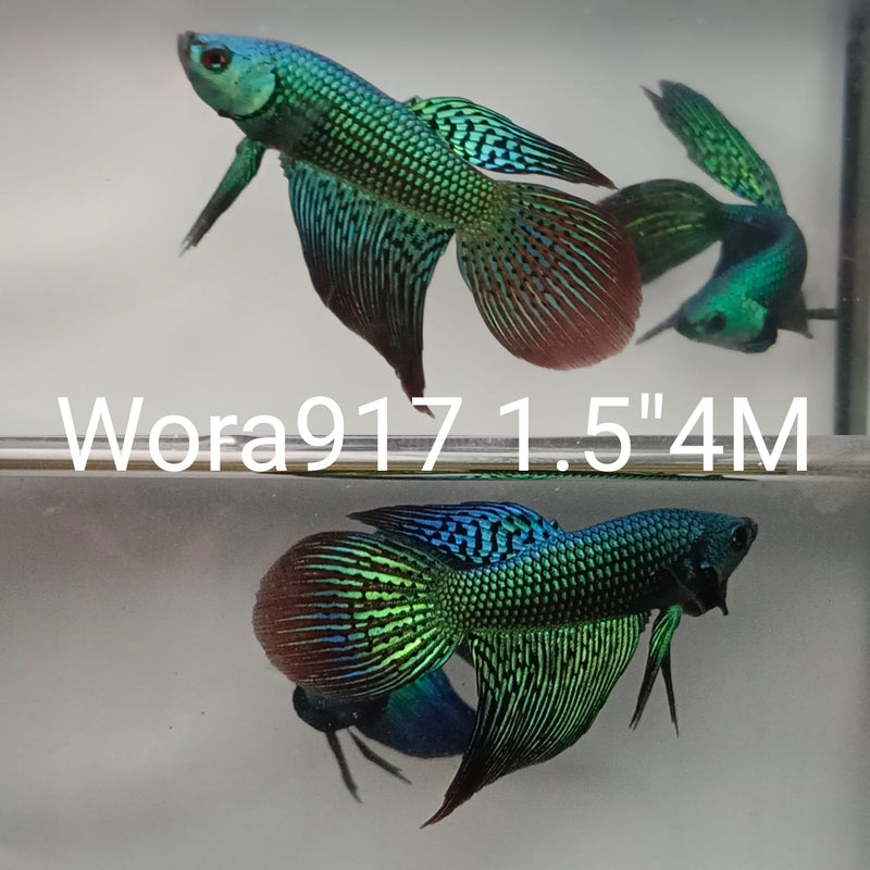 (WORA-917) Green alien hybrid long tail