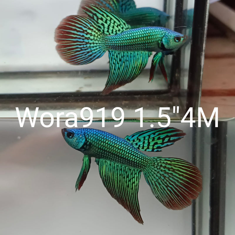 (WORA-919) Green alien hybrid long tail
