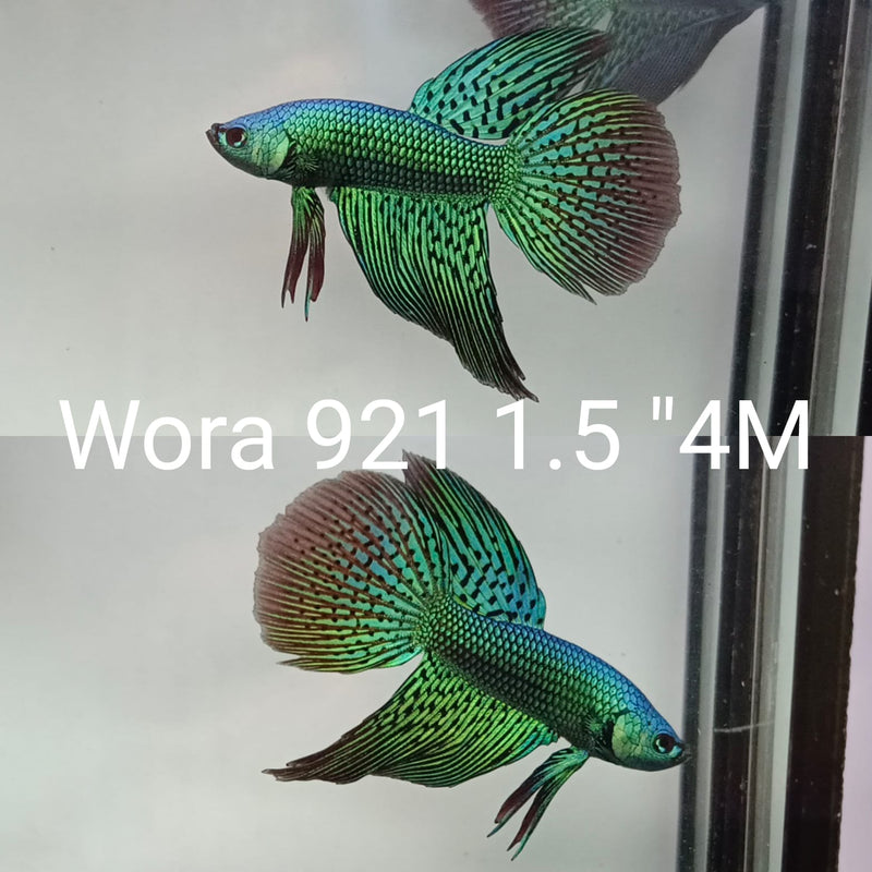 (WORA-921) GREEN ALIEN HYBRID LONG TAIL
