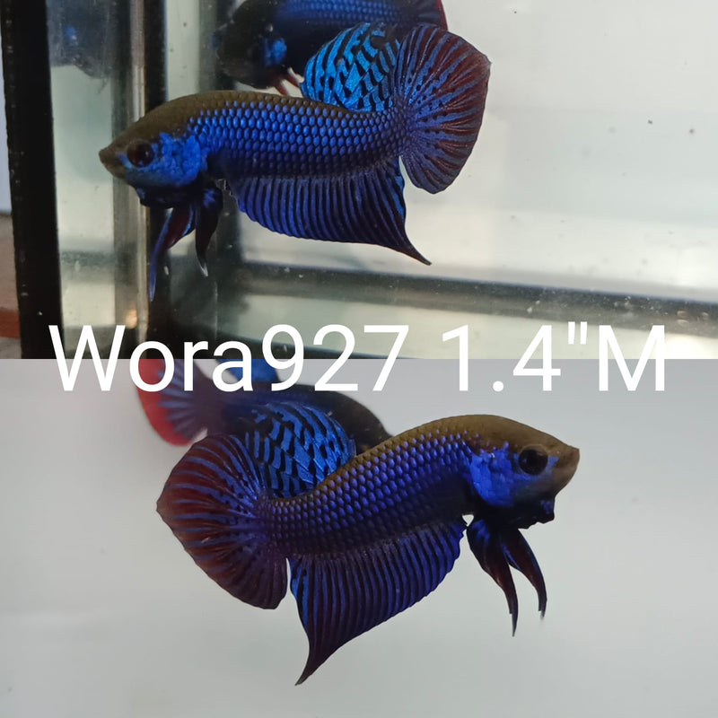 (WORA-927) Blue Mahachai Space Tail Hybrid