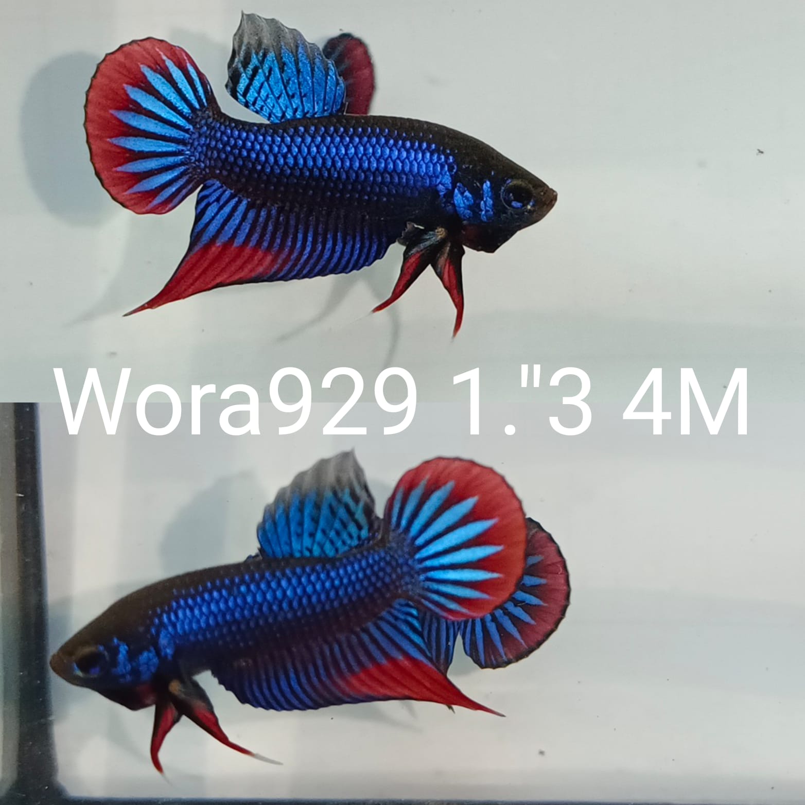 Betta Fish for Sale | Plakat Bettas | Fighting Fish | HMPK Betta