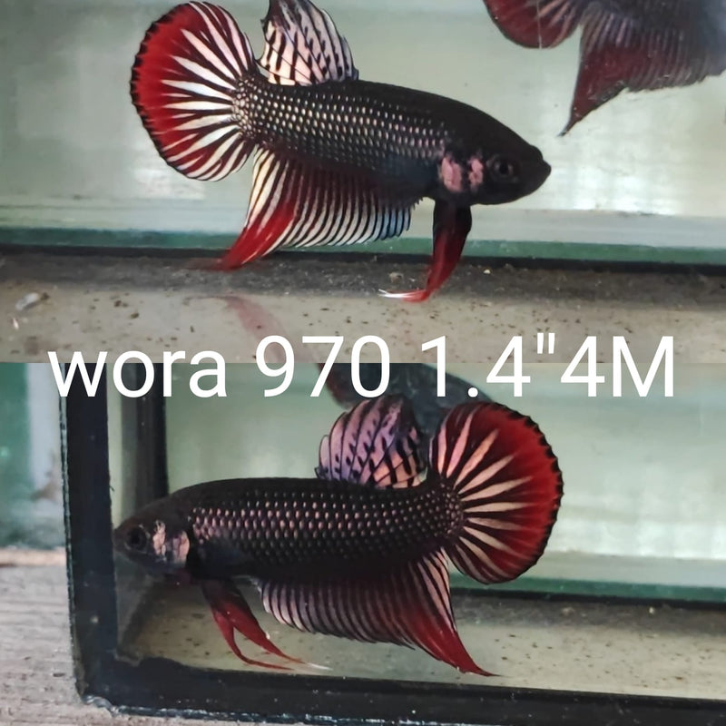 (WORA-970) COPPER PINK IMBELLIS WILD MALE BETTA