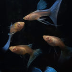 Live Fancy Guppy Fish Premium Quality Albino Blue Big Tail (CGP-003)