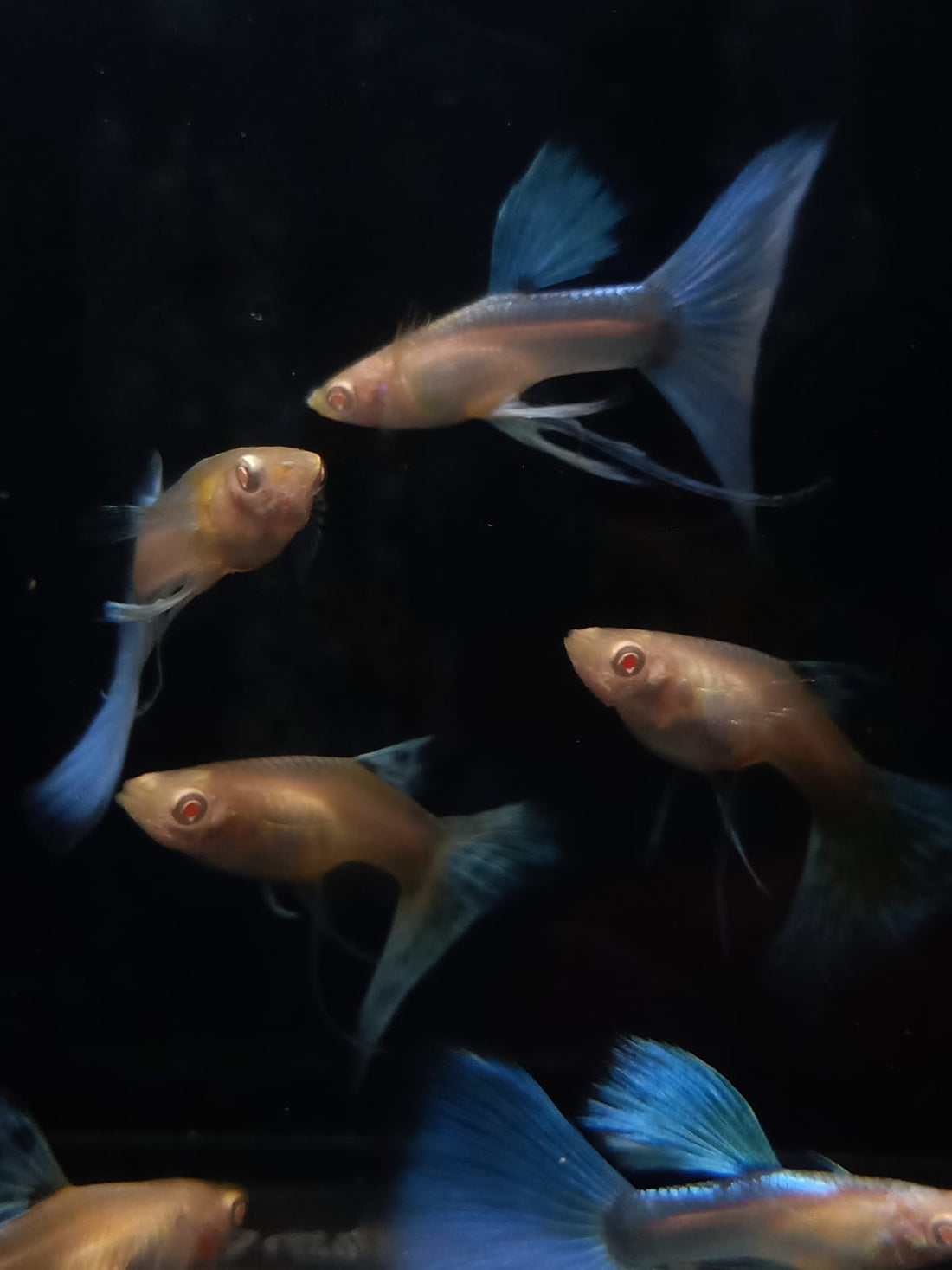 Live Fancy Guppy Fish Premium Quality Albino Blue Big Tail (CGP-003)