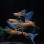 Live Fancy Guppy Fish Premium Quality Albino Blue Big Tail (CGP-003)