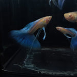 Live Fancy Guppy Fish Premium Quality Albino Blue Big Tail (CGP-003)