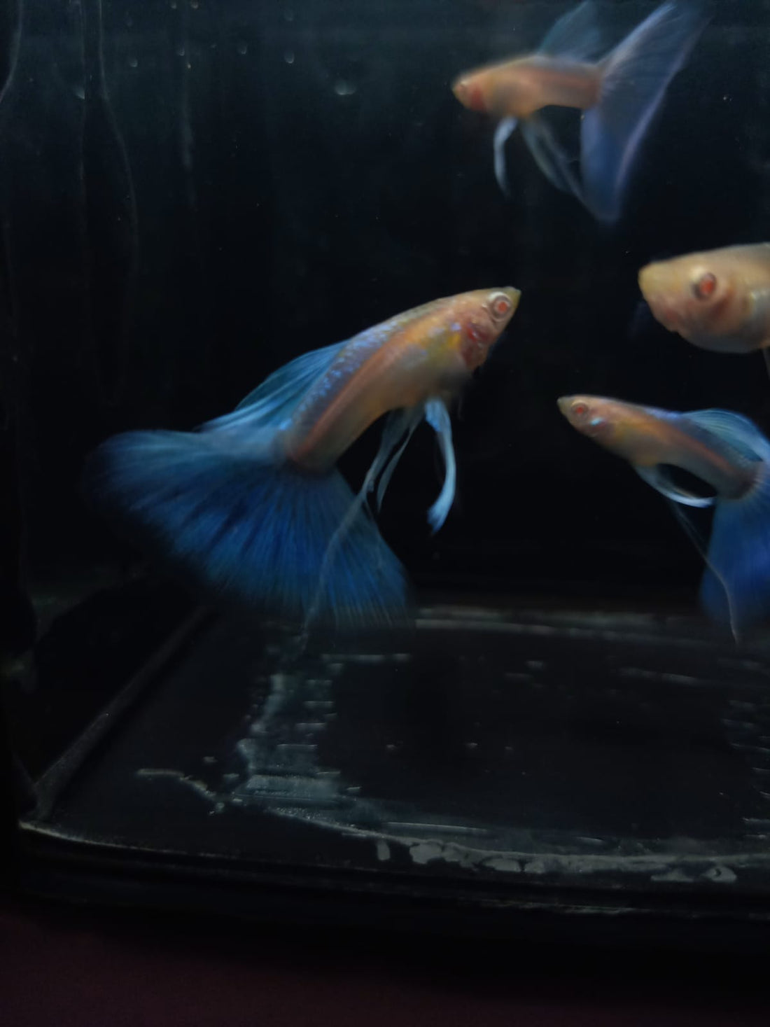 Live Fancy Guppy Fish Premium Quality Albino Blue Big Tail (CGP-003)