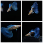 Live Fancy Guppy Fish Premium Quality Albino Blue Big Tail (CGP-003)