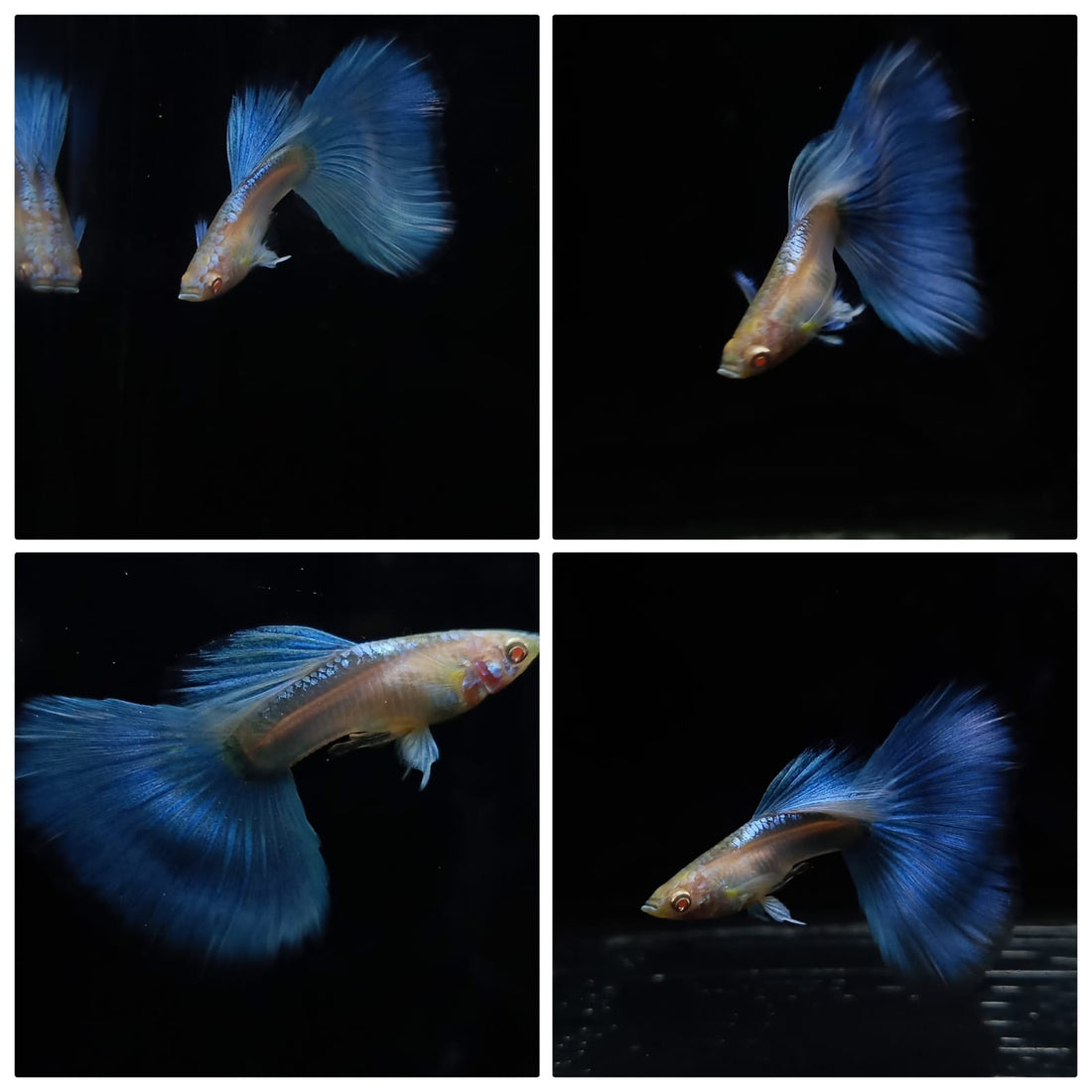 Live Fancy Guppy Fish Premium Quality Albino Blue Big Tail (CGP-003)