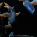 Live Fancy Guppy Fish Premium Quality Albino Blue Big Tail (CGP-003)
