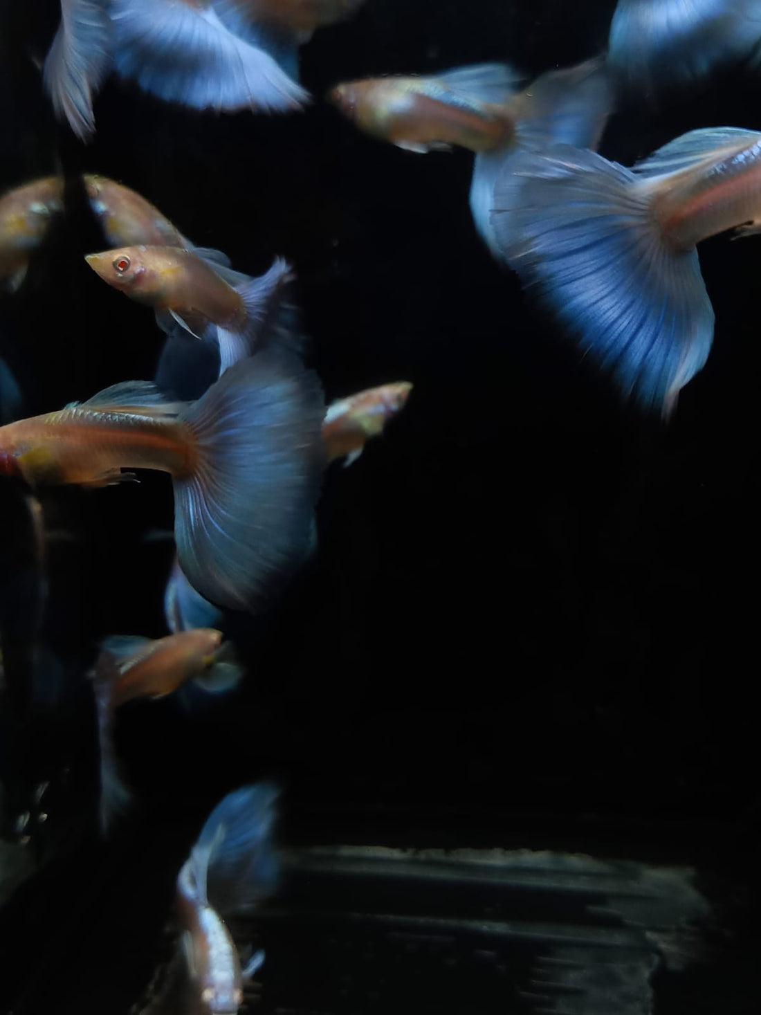 Live Fancy Guppy Fish Premium Quality Albino Blue Big Tail (CGP-003)