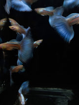 Live Fancy Guppy Fish Premium Quality Albino Blue Big Tail (CGP-003)