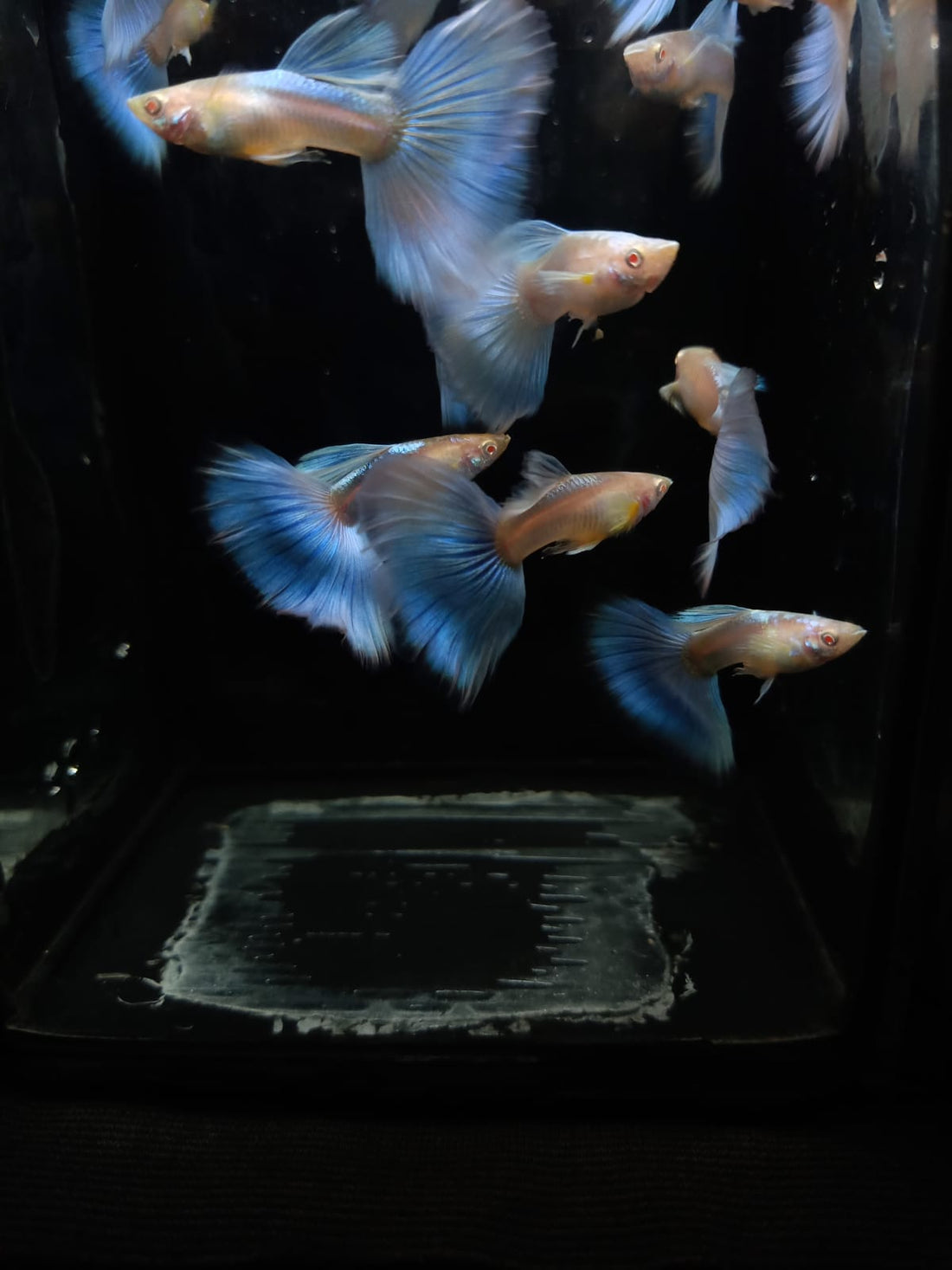 Live Fancy Guppy Fish Premium Quality Albino Blue Big Tail (CGP-003)