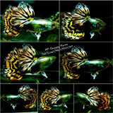 Live Fancy Guppy Fish Premium Quality Yellow Tiger Halfmoon Mosaic XL Size (CGP-035) - Coast Gem USA