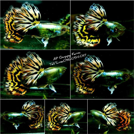 Live Fancy Guppy Fish Premium Quality Yellow Tiger Halfmoon Mosaic XL Size (CGP-035) - Coast Gem USA