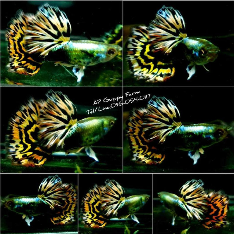 Live Fancy Guppy Fish Premium Quality Yellow Tiger Halfmoon Mosaic XL Size (CGP-035)