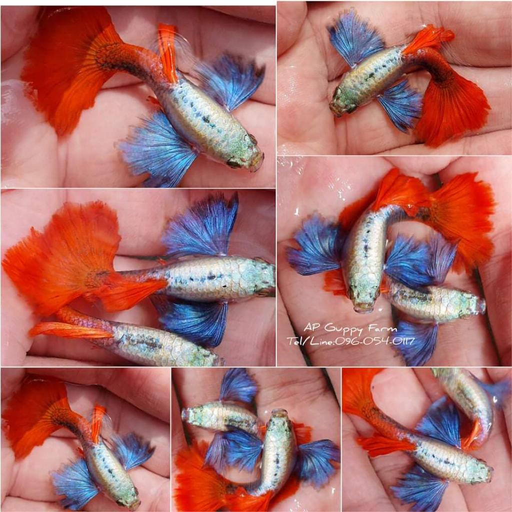 Live Fancy Guppy Fish Premium Quality Jumbo Dumbo Ear Red Tail (CGP-027)